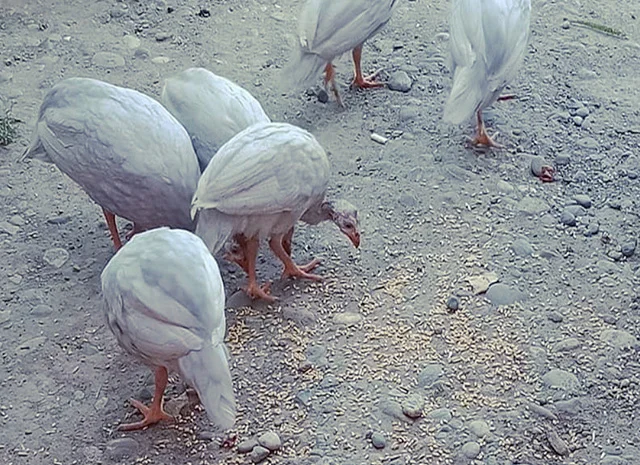 Продається яйце інкубаційне, курчата.цесарка білогруда, блакитна, Сіро-крапчаста, коричнева- фото № 2