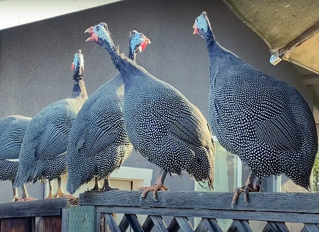 Продається яйце інкубаційне, курчата.цесарка білогруда, блакитна, Сіро-крапчаста, коричнева- фото № 3