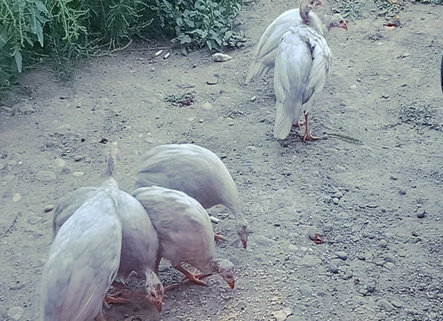 Продається яйце інкубаційне- фото № 4