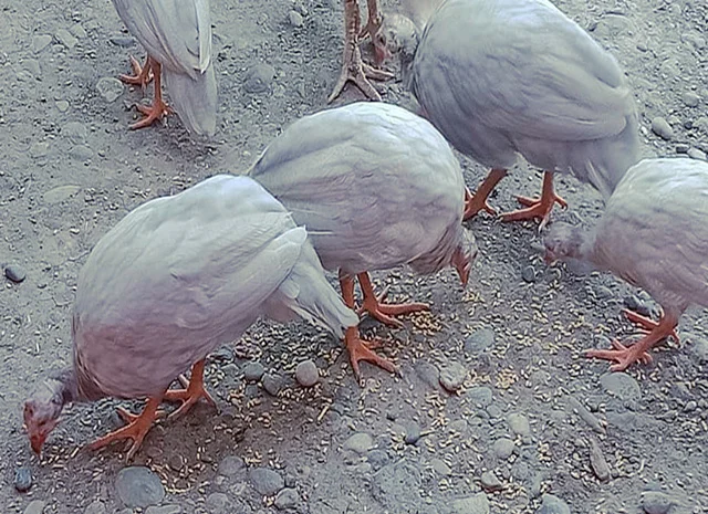 Продається яйце інкубаційне, курчата.цесарка білогруда, блакитна, Сіро-крапчаста, коричнева- фото № 4