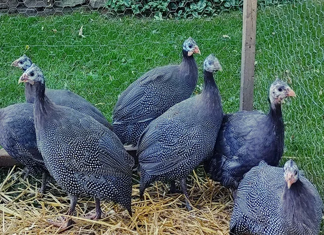 Продається яйце інкубаційне, курчата.цесарка білогруда, блакитна, Сіро-крапчаста, коричнева- фото № 5