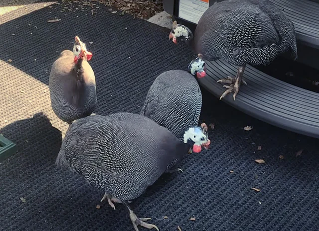 Продається яйце інкубаційне, курчата.цесарка білогруда, блакитна, Сіро-крапчаста, коричнева- фото № 7