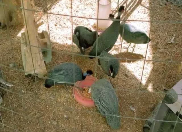 Інкубаційне яйце Цесарка чубата, синя, сіро-крапчаста- фото № 1