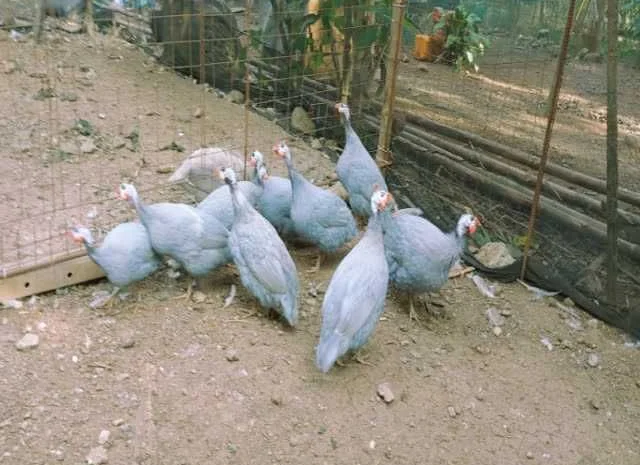 Інкубаційне яйце Цесарка чубата, синя, сіро-крапчаста- фото № 5