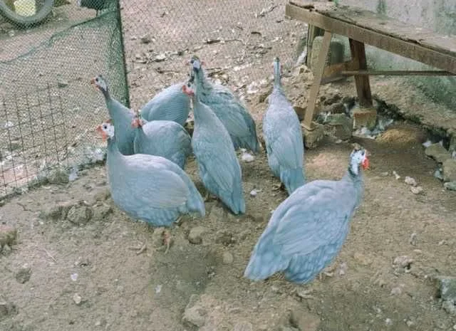 Інкубаційне яйце Цесарка чубата, синя, сіро-крапчаста- фото № 6