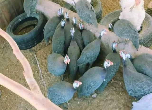 Інкубаційне яйце Цесарка чубата, синя, сіро-крапчаста- фото № 7