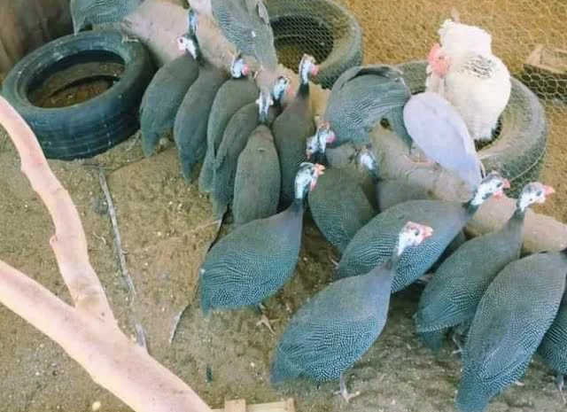 Інкубаційне яйце Цесарка чубата, синя, сіро-крапчаста- фото № 8