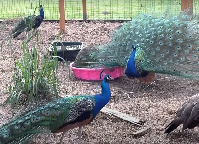 Інкубаційне яйце, сім'ї. Павлін (Павич) синій (індійський), зелений (яванський), білий- фото № 2