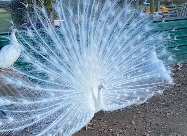 Інкубаційне яйце, сім'ї. Павлін (Павич) синій (індійський), зелений (яванський), білий- фото № 3