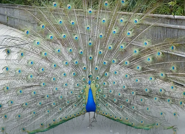 Інкубаційне яйце, сім'ї. Павлін (Павич) синій (індійський), зелений (яванський), білий- фото № 4