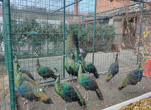 Інкубаційне яйце, сім'ї. Павлін (Павич) синій (індійський), зелений (яванський), білий- фото № 5