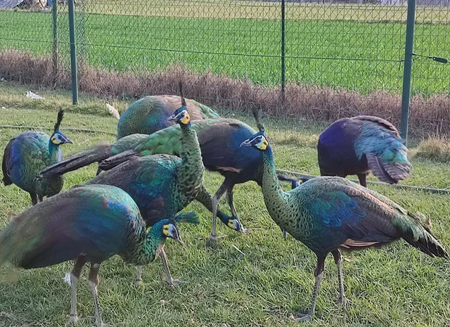 Інкубаційне яйце, сім'ї. Павлін (Павич) синій (індійський), зелений (яванський), білий- фото № 6