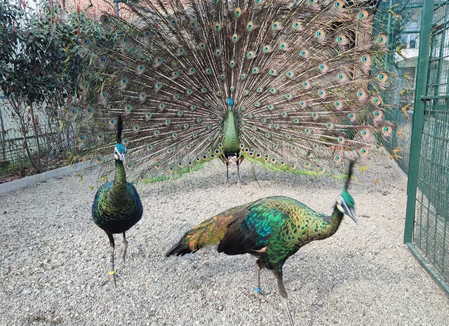 Інкубаційне яйце, сім'ї. Павлін (Павич) синій (індійський), зелений (яванський), білий- фото № 7