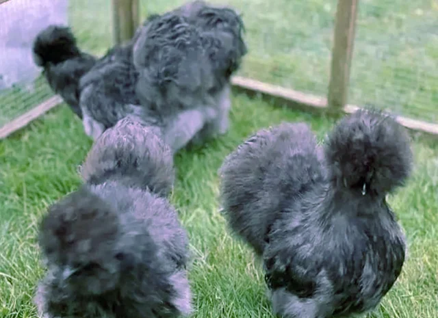 Китайська шовкова шоколад, білий, спліш, коричневий.яйце інкубаційне- фото № 1