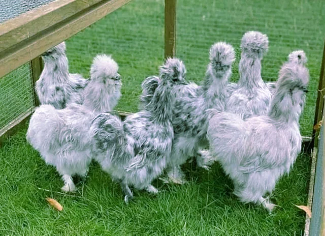 Китайська шовкова шоколад, білий, спліш, коричневий.яйце інкубаційне- фото № 2