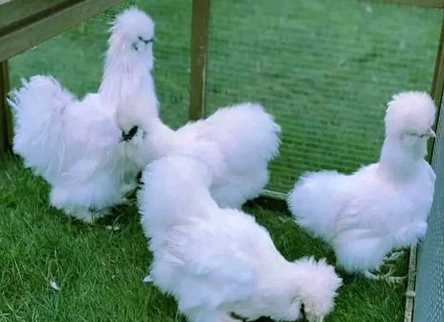 Китайська шовкова шоколад, білий, спліш, коричневий.яйце інкубаційне- фото № 4