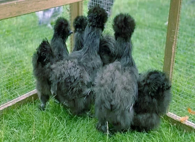 Китайська шовкова шоколад, білий, спліш, коричневий.яйце інкубаційне- фото № 5