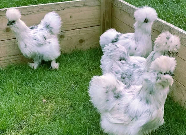 Китайська шовкова шоколад, білий, спліш, коричневий.яйце інкубаційне- фото № 6