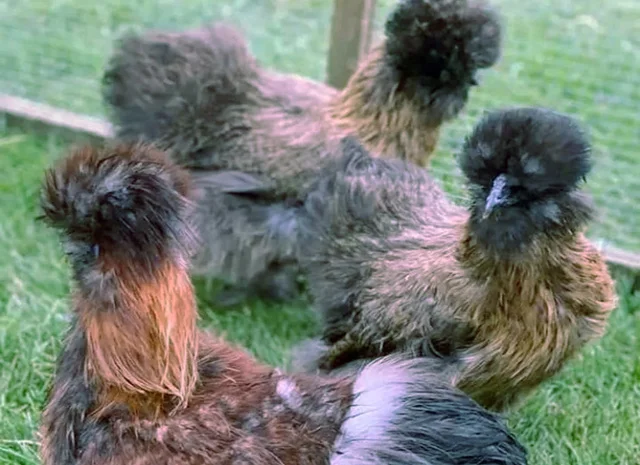 Китайська шовкова шоколад, білий, спліш, коричневий.яйце інкубаційне- фото № 7