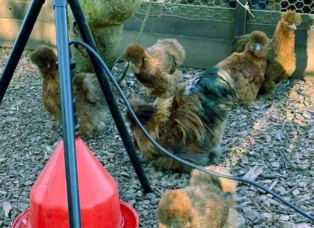 Китайська шовкова шоколад, білий, спліш, коричневий.яйце інкубаційне- фото № 8