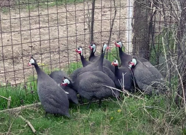 Інкубаційне яйце цесарка сіро-куропатчаста, чубата- фото № 1