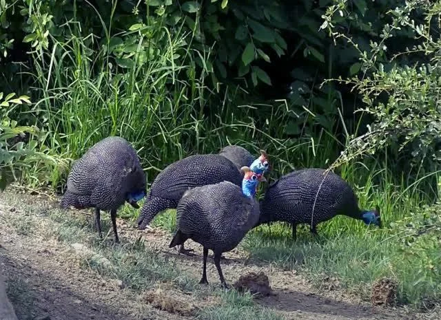 Інкубаційне яйце цесарка сіро-куропатчаста, чубата- фото № 2