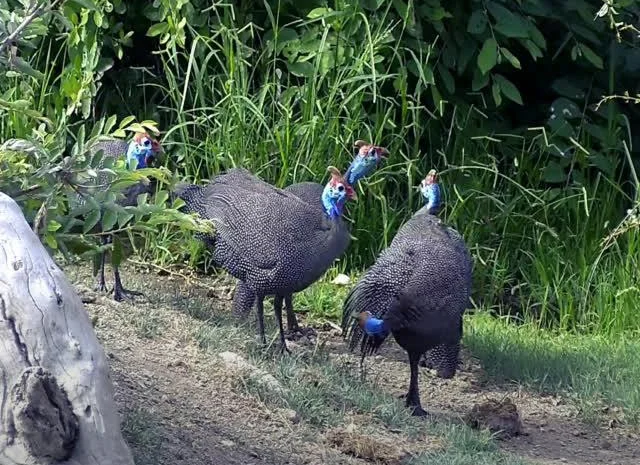 Інкубаційне яйце цесарка сіро-куропатчаста, чубата- фото № 3