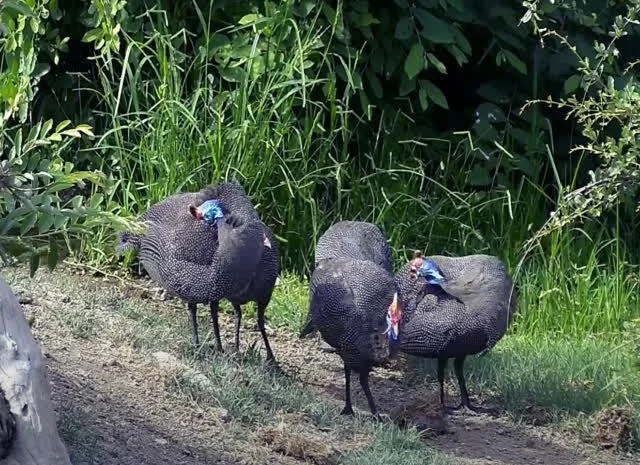 Інкубаційне яйце цесарка сіро-куропатчаста, чубата- фото № 4