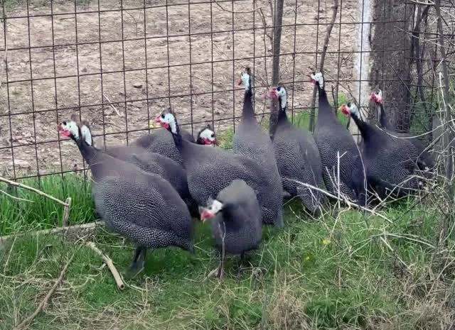 Інкубаційне яйце цесарка сіро-куропатчаста, чубата- фото № 5