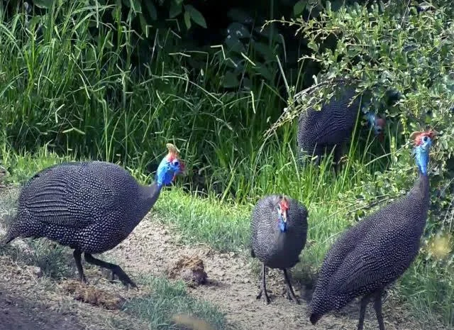 Інкубаційне яйце цесарка сіро-куропатчаста, чубата- фото № 6