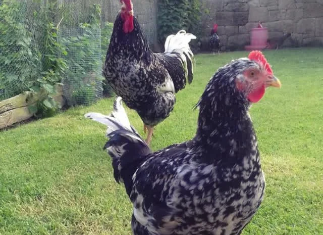 Піта Пінта Астурійська яйце інкубаційне- фото № 1