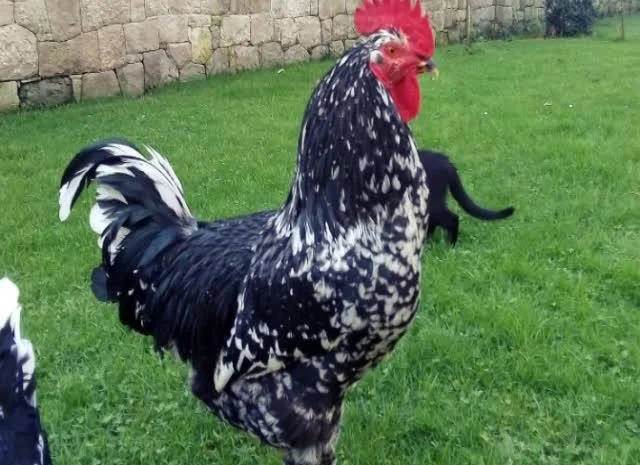 Піта Пінта Астурійська яйце інкубаційне- фото № 2