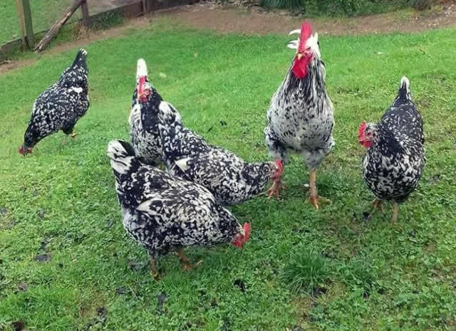 Піта Пінта Астурійська яйце інкубаційне- фото № 4