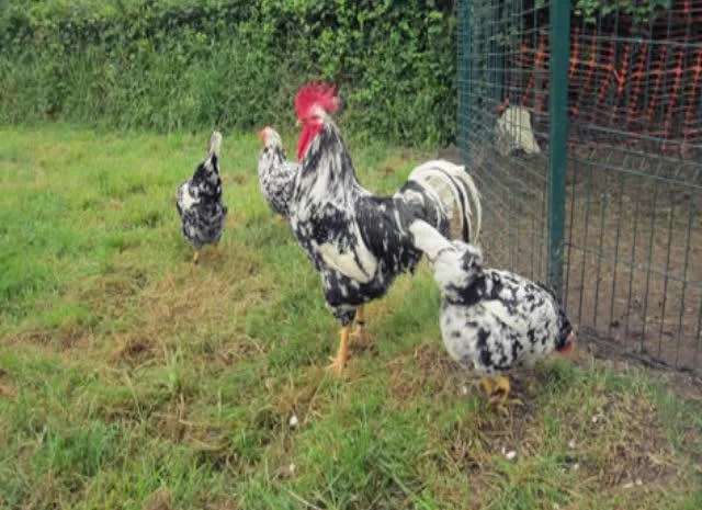 Піта Пінта Астурійська яйце інкубаційне- фото № 5