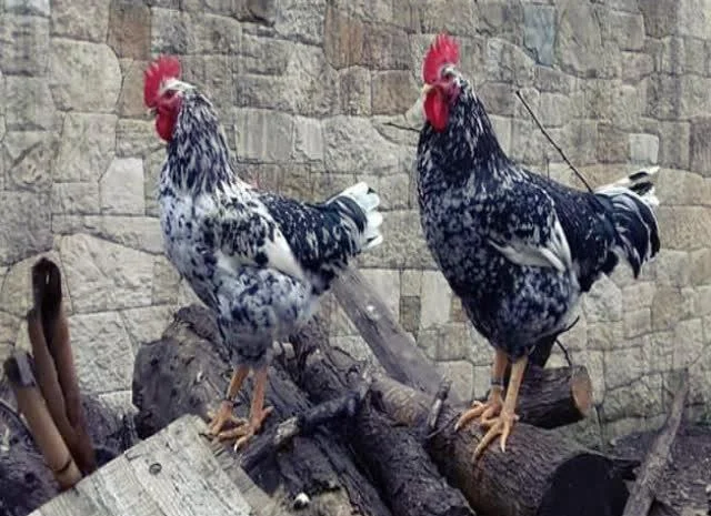 Піта Пінта Астурійська яйце інкубаційне- фото № 6