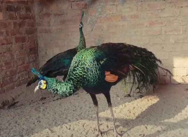 Інкубаційне яйце Павич (Павлін), трьох забарвлень синій, зелений, білий- фото № 1