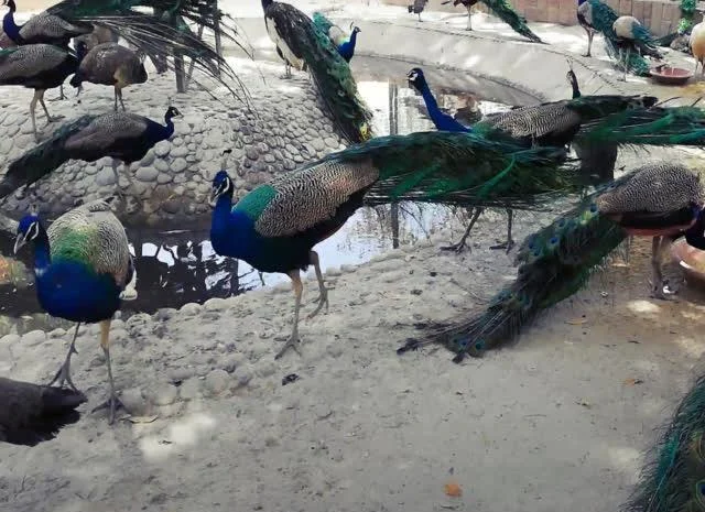 Інкубаційне яйце Павич (Павлін), трьох забарвлень синій, зелений, білий- фото № 2