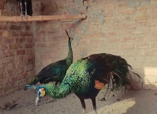 Інкубаційне яйце Павич (Павлін), трьох забарвлень синій, зелений, білий- фото № 3