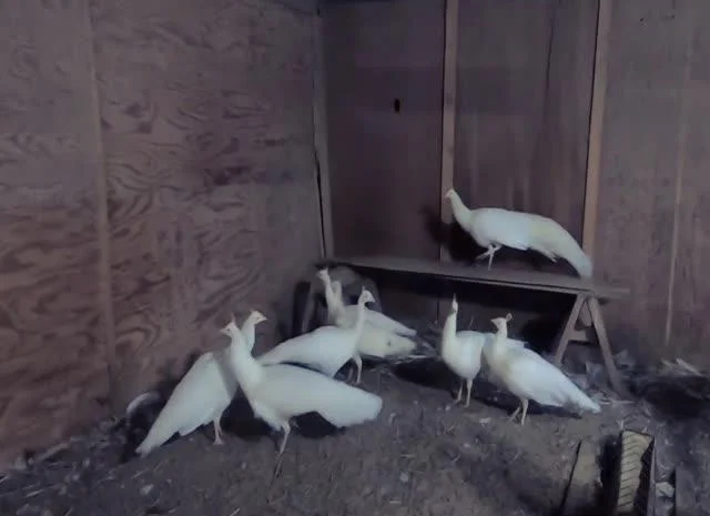 Інкубаційне яйце Павич (Павлін), трьох забарвлень синій, зелений, білий- фото № 4