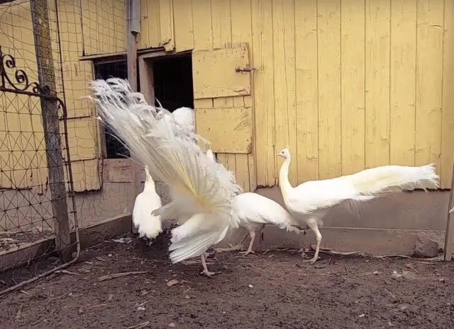 Інкубаційне яйце Павич (Павлін), трьох забарвлень синій, зелений, білий- фото № 5