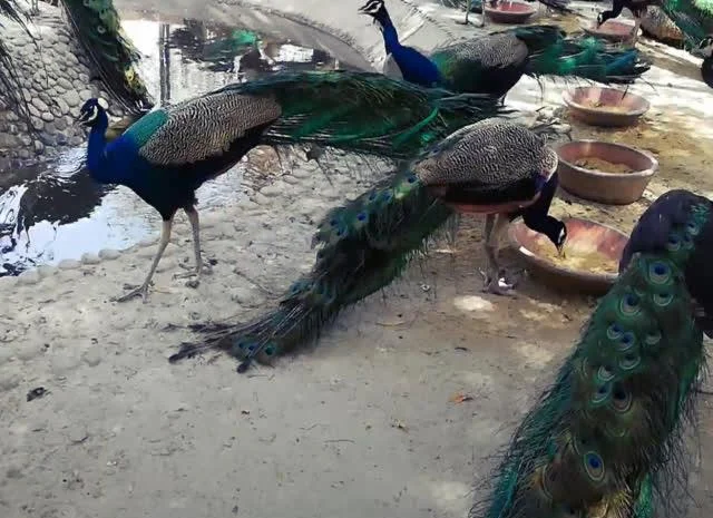 Інкубаційне яйце Павич (Павлін), трьох забарвлень синій, зелений, білий- фото № 6