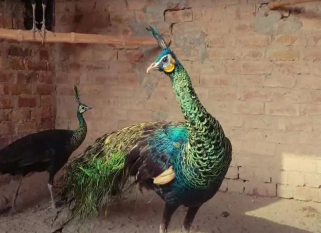 Інкубаційне яйце Павич (Павлін), трьох забарвлень синій, зелений, білий- фото № 7