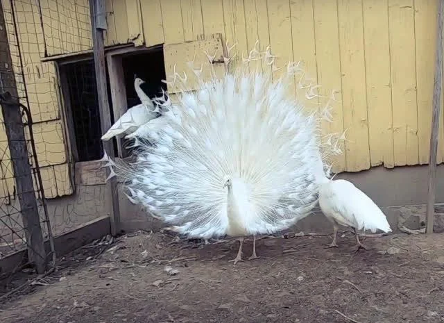 Інкубаційне яйце Павич (Павлін), трьох забарвлень синій, зелений, білий- фото № 8