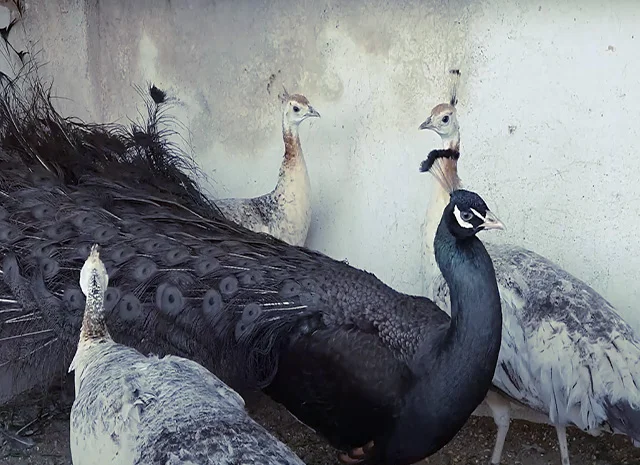 Продається яйце інкубаційне, курчата. Павич (Павлін) Бронзовий- фото № 1