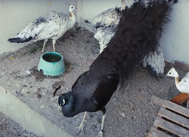 Продається яйце інкубаційне, курчата. Павич (Павлін) Бронзовий- фото № 2