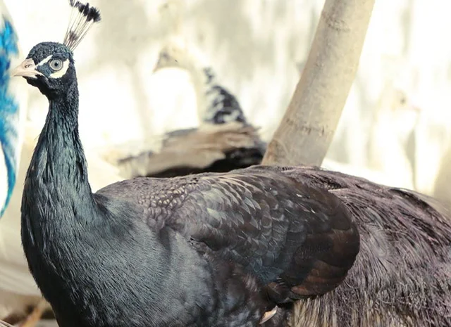 Продається яйце інкубаційне, курчата. Павич (Павлін) Бронзовий- фото № 3