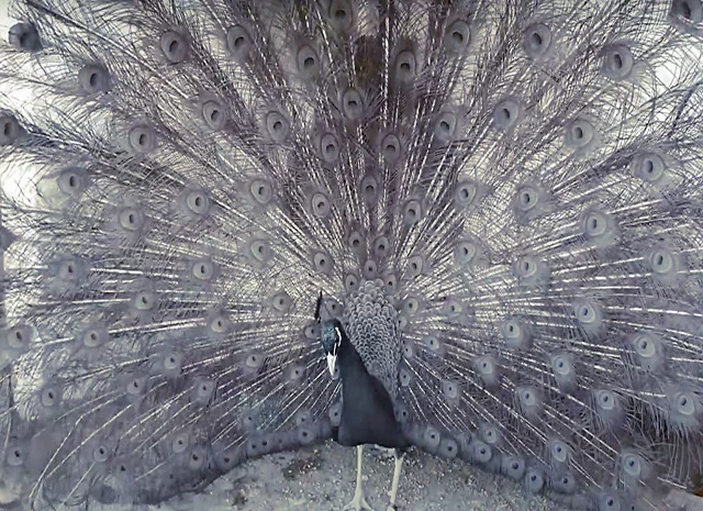 Продається яйце інкубаційне, курчата. Павич (Павлін) Бронзовий- фото № 4