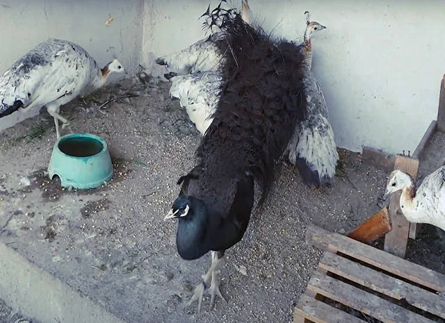 Продається яйце інкубаційне, курчата. Павич (Павлін) Бронзовий- фото № 5