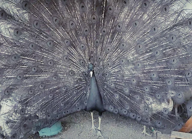 Продається яйце інкубаційне, курчата. Павич (Павлін) Бронзовий- фото № 6