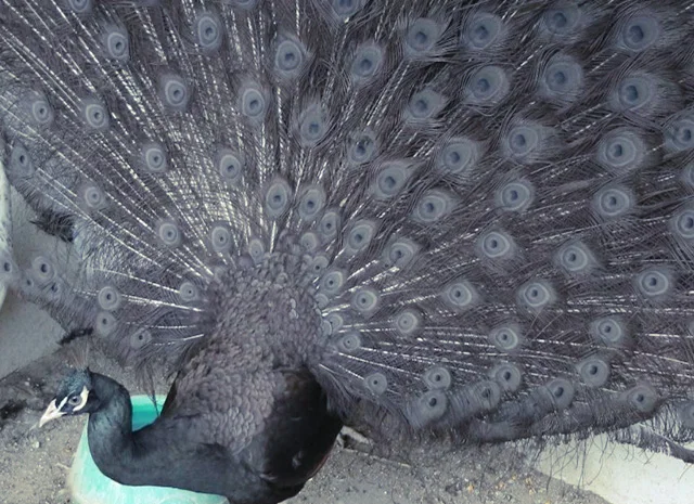 Продається яйце інкубаційне, курчата. Павич (Павлін) Бронзовий- фото № 7